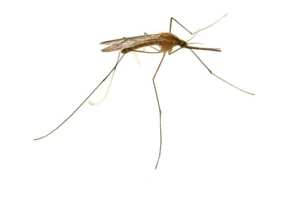 4 Tips for Home Protection Against West Nile Virus Mosquitoes and Other Insects