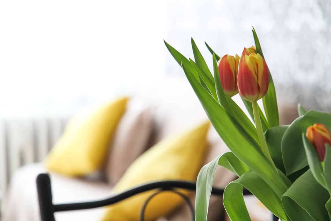 spring tuilips next to bright window yellow pillows
